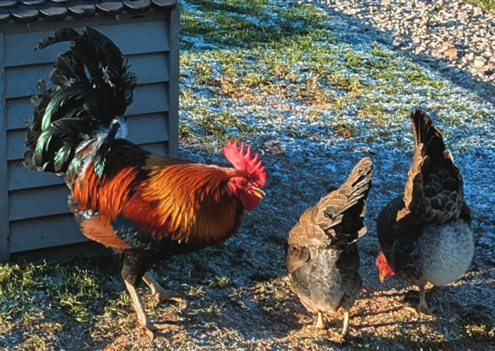 Green-legged-Partridge-Fowl-hen-rooster